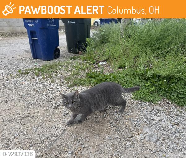 Found/Stray Unknown Cat last seen In the alley on 3rd and Michigan, near Lacquer Gallery and Saucy, Columbus, OH 43201