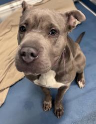 Shelter Stray Female Dog last seen Near BLOCK FORT ST, DETROIT MI 48217, Detroit, MI 48211