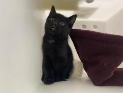 Shelter Stray Female Cat last seen Near BLOCK N 58TH ST, Milwaukee, WI 53215