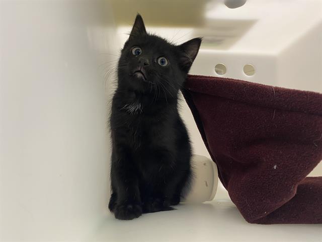 Shelter Stray Female Cat last seen Near BLOCK N 58TH ST, Milwaukee, WI 53215