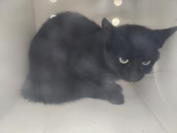 Shelter Stray Unknown Cat last seen Near BLOCK CALLE ELOISA SF NM 87505, 100 Caja Del Rio Rd, Santa Fe, NM 87507, USA
