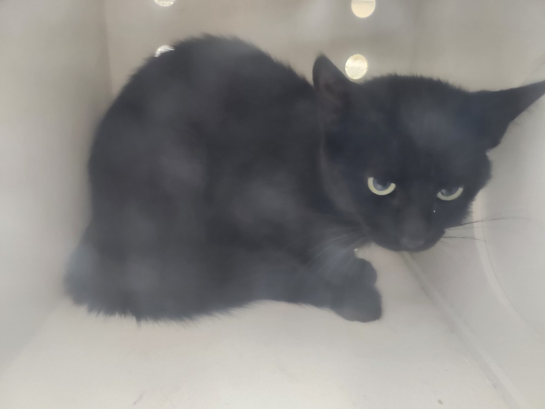 Shelter Stray Unknown Cat last seen Near BLOCK CALLE ELOISA SF NM 87505, 100 Caja Del Rio Rd, Santa Fe, NM 87507, USA
