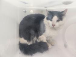 Shelter Stray Male Cat last seen Near BLOCK VEGAS VERDES SANTA FE NM 87507, 100 Caja Del Rio Rd, Santa Fe, NM 87507, USA