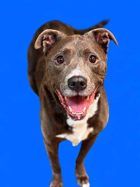Shelter Stray Female Dog last seen Near BLOCK LE MANS DR, Jacksonville, FL 32204