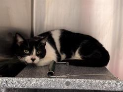 Shelter Stray Female Cat last seen Near BLOCK 290TH AVE SE, ENUMCLAW WA 98022, Kent, WA 98032