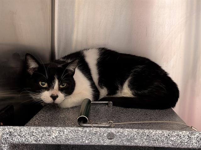 Shelter Stray Female Cat last seen Near BLOCK 290TH AVE SE, ENUMCLAW WA 98022, Kent, WA 98032