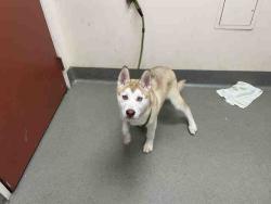 Shelter Stray Female Dog last seen AVIATION, Carlsbad, CA 92011