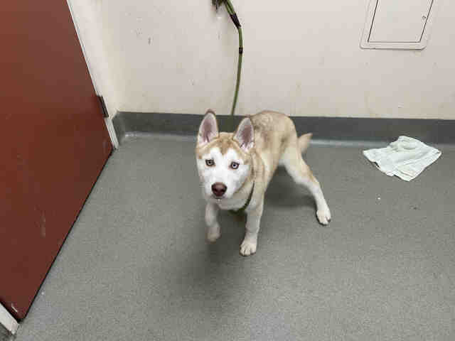 Shelter Stray Female Dog last seen AVIATION, Carlsbad, CA 92011