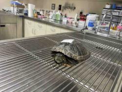 Shelter Stray Female Reptile last seen HIGHWAY 78, 2481 Palomar Airport Rd, Carlsbad, CA 92011, USA
