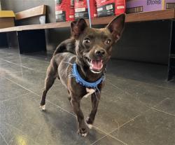 Shelter Stray Male Dog last seen 15TH/BROADWAY, Santa Monica, CA 90404