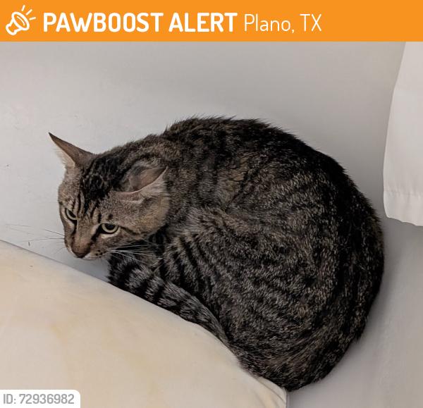 Found/Stray Male Cat last seen East Plano near Hickey Elementary, near Pondview Dr & Walnut Ridge Ln, Plano, TX 75074