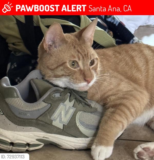 Lost Male Cat last seen South coast villas, Santa Ana, CA 92707