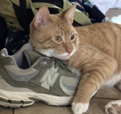 Lost Male Cat last seen South coast villas, Santa Ana, CA 92707