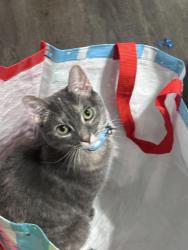 Reunited Female Cat last seen Between national and lapham, same block as the West Allis Animal hosp , West Allis, WI 53219