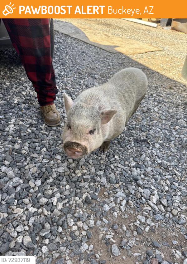 Found/Stray Unknown Other last seen Carver rd and tuhtill, Buckeye, AZ 85326