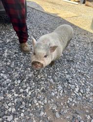 Found/Stray Unknown Other last seen Carver rd and tuhtill, Buckeye, AZ 85326