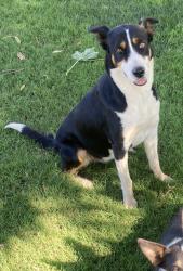 Lost Female Dog last seen Laton- Excelsior in between East Ave and Cedar , Laton, CA 93242