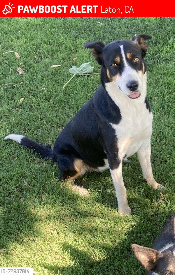 Lost Female Dog last seen Laton- Excelsior in between East Ave and Cedar , Laton, CA 93242