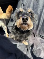 Reunited Male Dog last seen Near E Cervantes St, Pensacola, FL 32501, USA, Pensacola, FL 32501