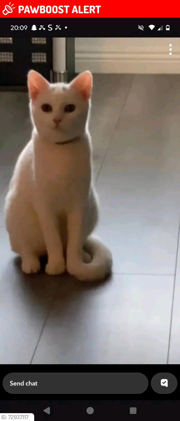 Lost Female Cat last seen Saughton , Edinburgh, Scotland EH11 3PW