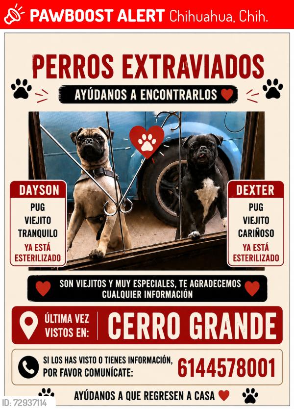 Lost Male Dog last seen Cerro grande , Chihuahua, Chih. 