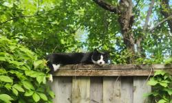Reunited Male Cat last seen Park Lake and Webster Road Bath MI, Bath Township, MI 48808