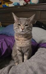 Reunited Male Cat last seen Bordelon St, San Diego, CA 92124