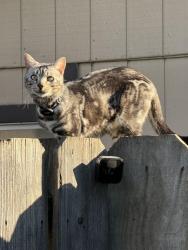 Lost Male Cat last seen otto drive , Stockton, CA 95209
