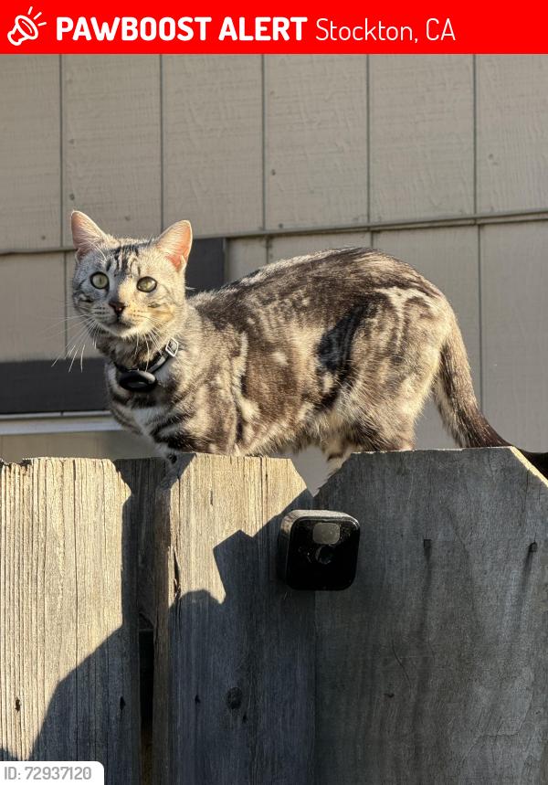 Lost Male Cat last seen otto drive , Stockton, CA 95209