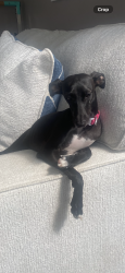Lost Female Dog last seen Crosspoint drive and daystar drive, Buckingham Township, PA 18902