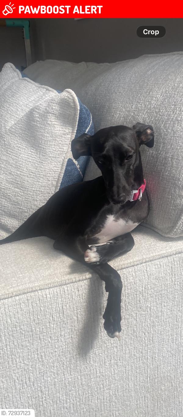 Lost Female Dog last seen Crosspoint drive and daystar drive, Buckingham Township, PA 18902