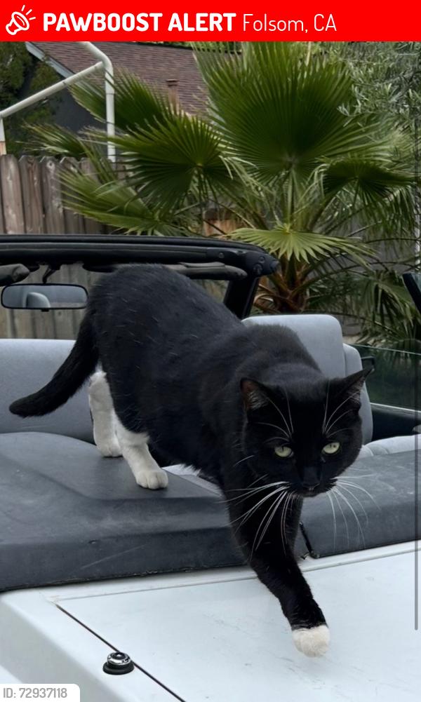 Lost Female Cat last seen Steeplechase Neighborhood , Folsom, CA 95630