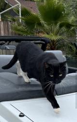 Lost Female Cat last seen Steeplechase Neighborhood , Folsom, CA 95630