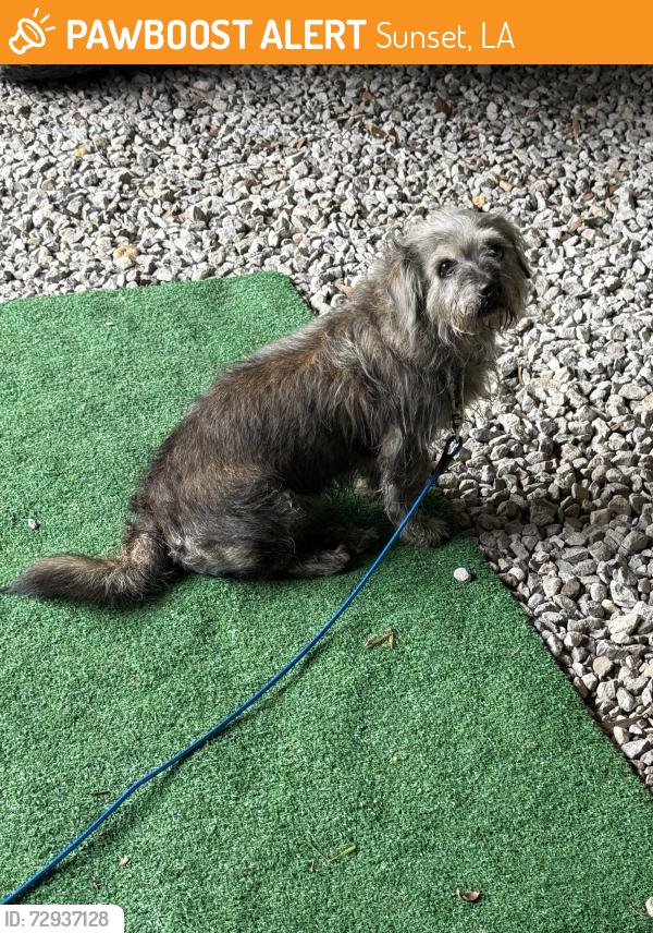 Found/Stray Male Dog last seen Suncan rd and Hwy 93, Sunset, LA 70584