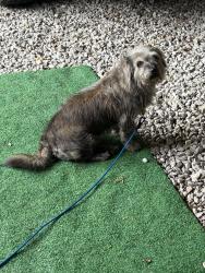 Found/Stray Male Dog last seen Suncan rd and Hwy 93, Sunset, LA 70584
