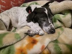Reunited Male Dog last seen 75th Street. Houston TX 77023, Houston, TX 77023