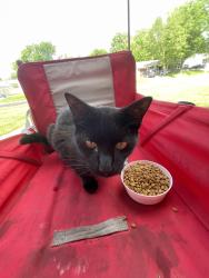 Found/Stray Unknown Cat last seen 22nd and west , Sioux Falls, SD 57104