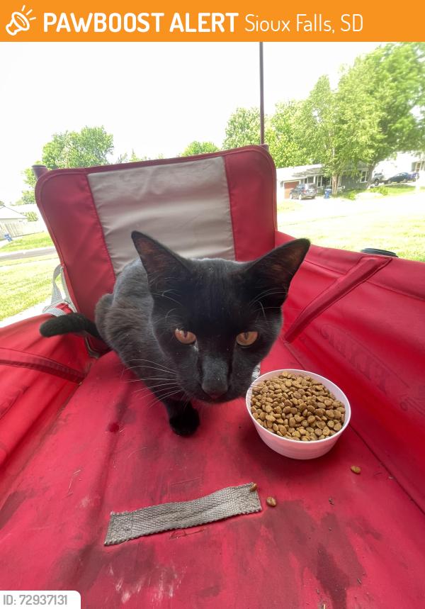 Found/Stray Unknown Cat last seen 22nd and west , Sioux Falls, SD 57104