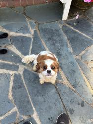 Reunited Male Dog last seen Stratford rd., Winston-Salem, NC 27104