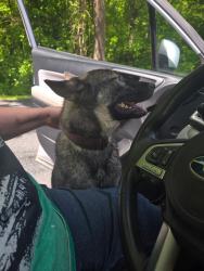 Found/Stray Unknown Dog last seen REELS MILL RD., Near Railrod Tracks, Frederick County, MD 21704