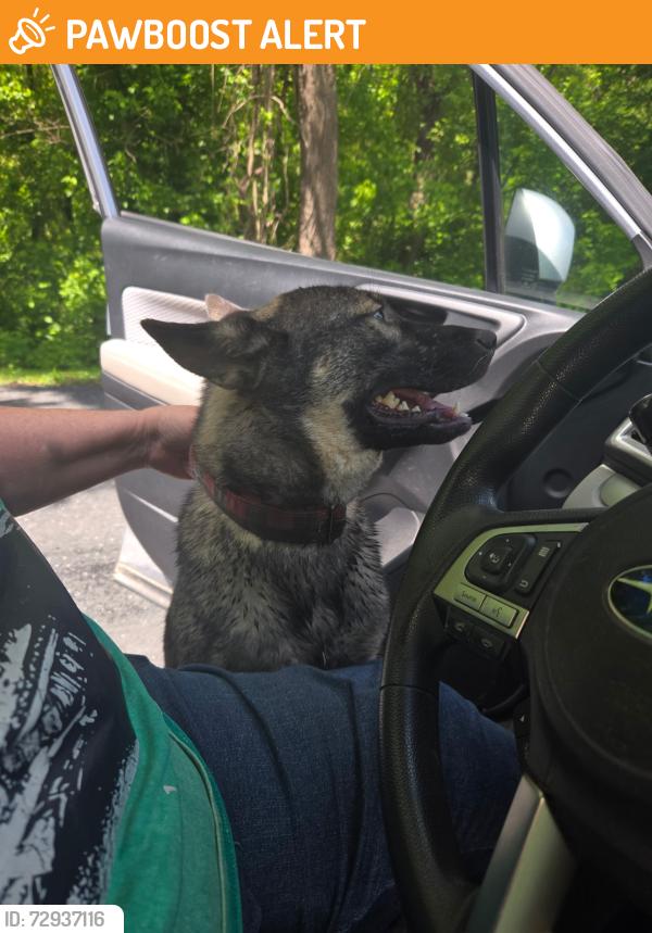 Found/Stray Unknown Dog last seen REELS MILL RD., Near Railrod Tracks, Frederick County, MD 21704
