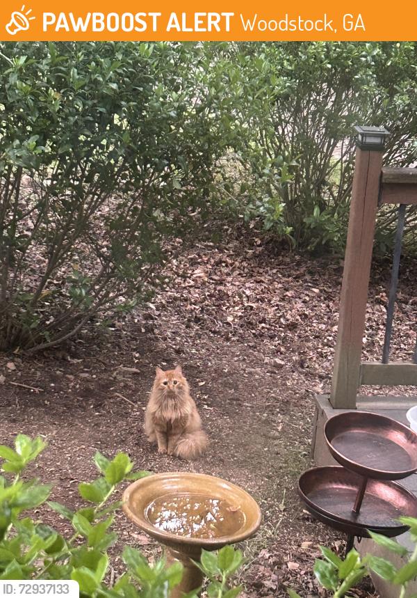 Found/Stray Unknown Cat last seen Near Victoria rd, Woodstock, GA 30189