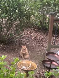 Found/Stray Unknown Cat last seen Near Victoria rd, Woodstock, GA 30189