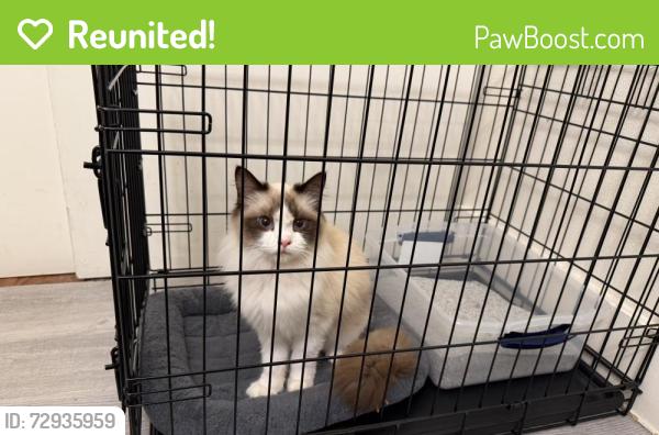 Reunited Female Cat last seen SE 139th & SE Division st , Portland, OR 97236