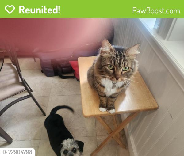 Reunited Female Cat last seen FL DAYS, Old Smyrna Trial and Tabby Way alley also KIngs End Alley,  the woods in between, New Smyrna Beach, FL 32168
