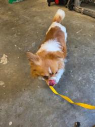 Found/Stray Unknown Dog last seen Stafford Place Circle and Stafford Village Blvd., Winston-Salem, NC 27127