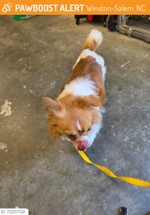 Found/Stray Unknown Dog last seen Stafford Place Circle and Stafford Village Blvd., Winston-Salem, NC 27127