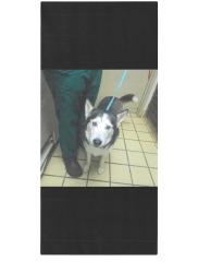 Found/Stray Female Dog last seen US1 and Broad Channel Dr. by PEP BOYS, Cutler Bay, FL 33157