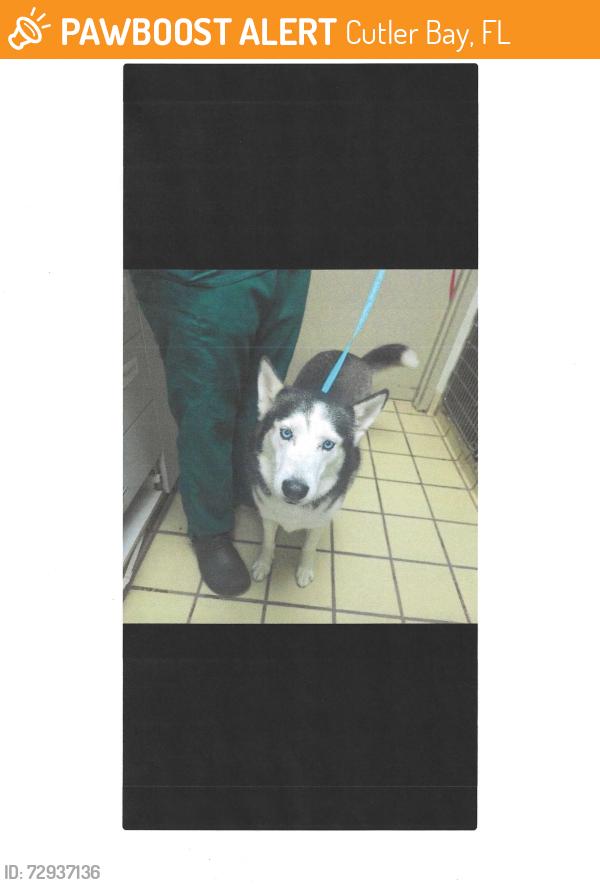 Found/Stray Female Dog last seen US1 and Broad Channel Dr. by PEP BOYS, Cutler Bay, FL 33157