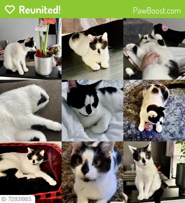 Reunited Female Cat last seen Wildgoose Rd and Hamilton Rd, London, ON N5W